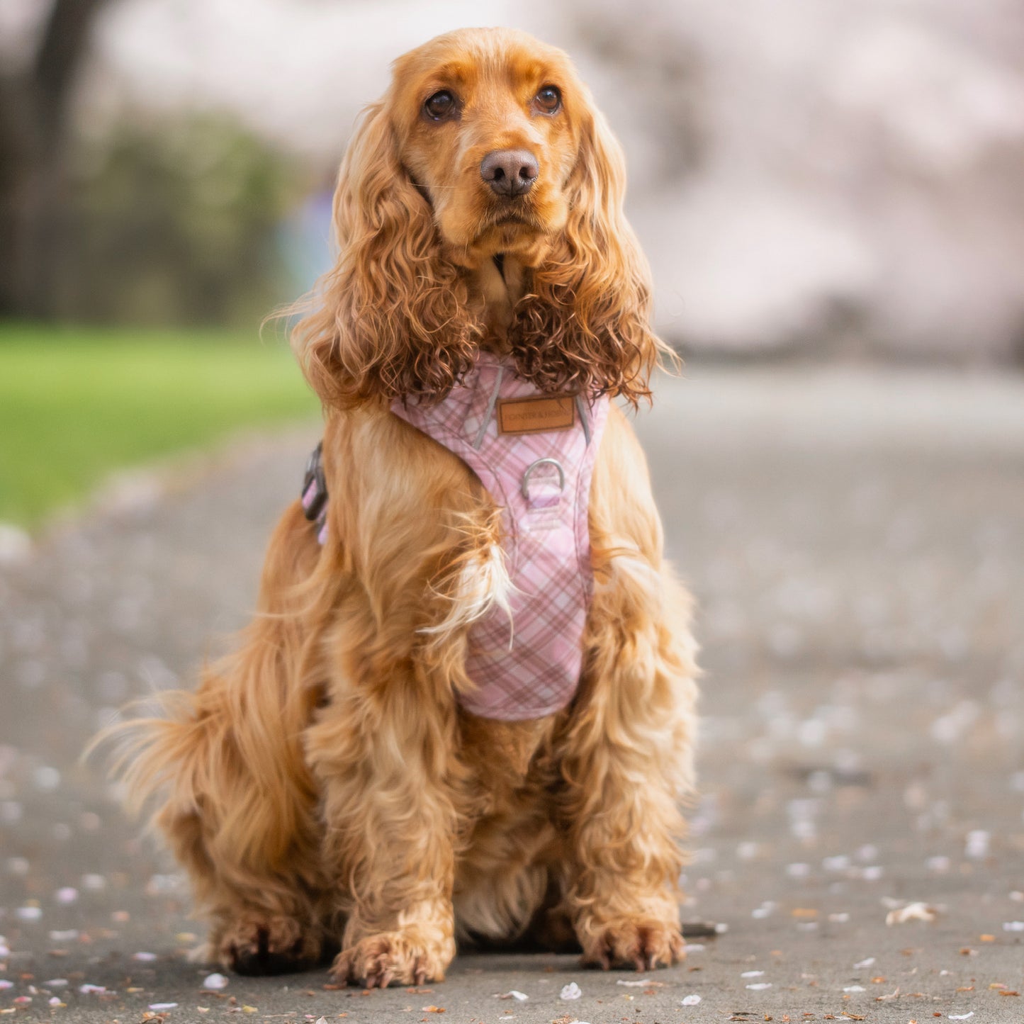 Signature Harness - Pink Tartan