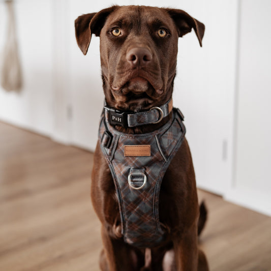 Signature Harness - Blue Tartan