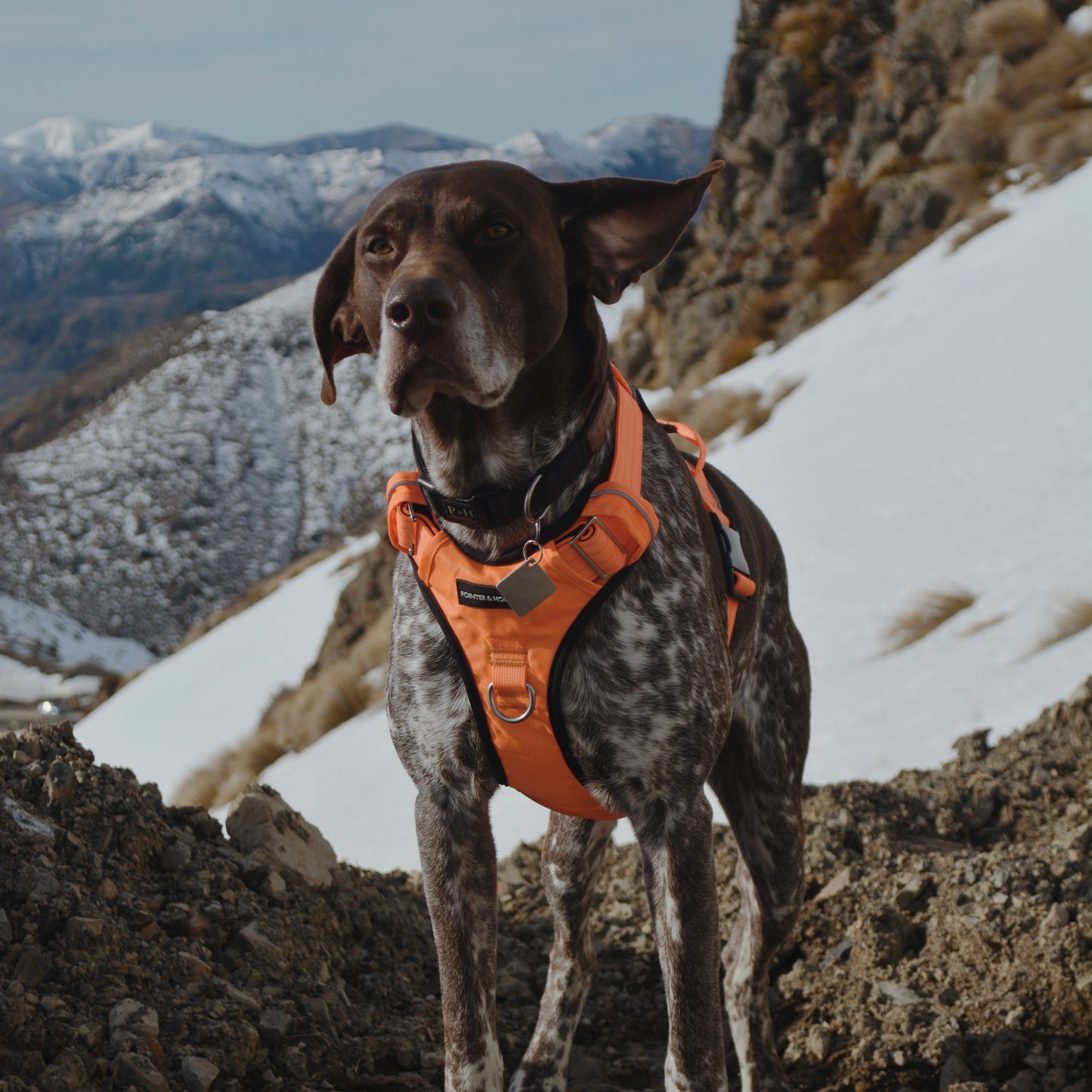 Tactical Harness - Blaze Orange