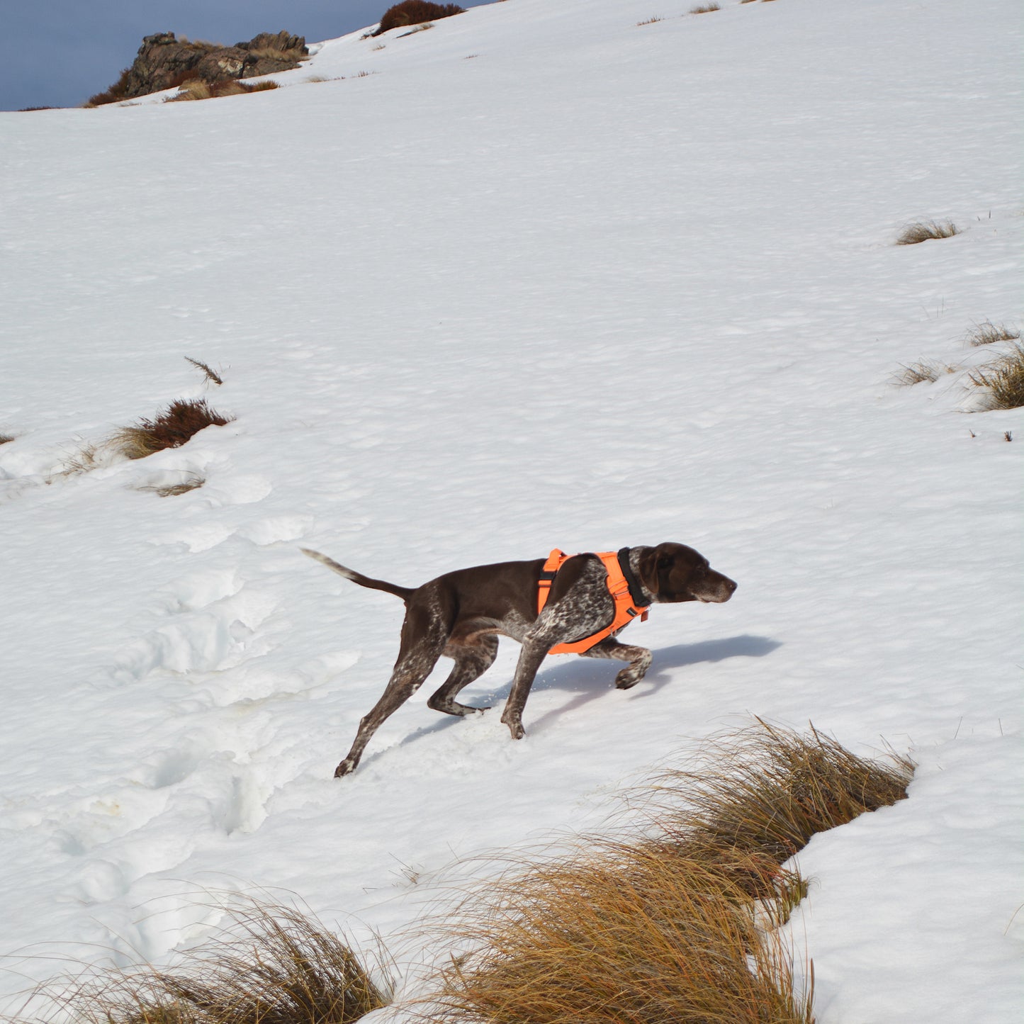 Tactical Harness - Blaze Orange
