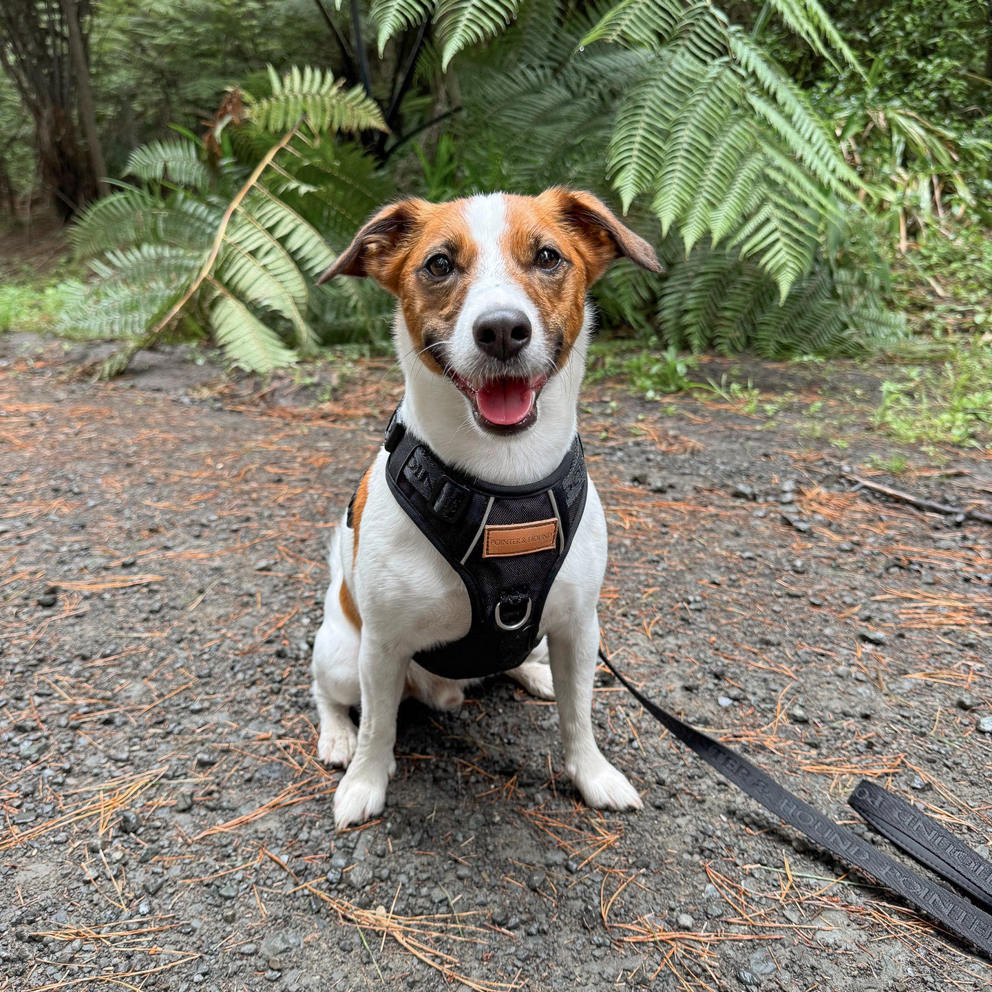 Signature Harness - Black