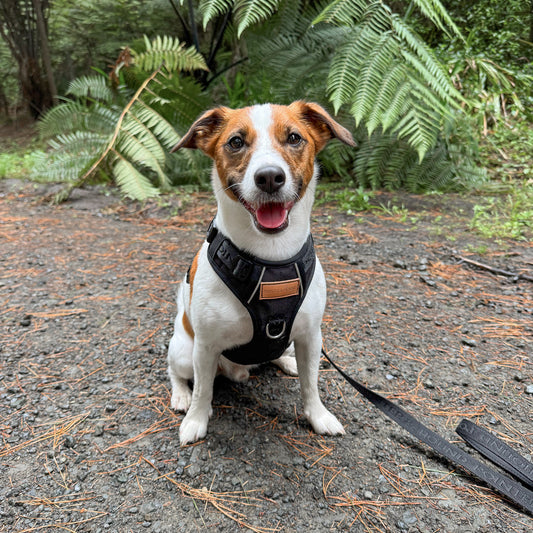 Signature Harness - Black