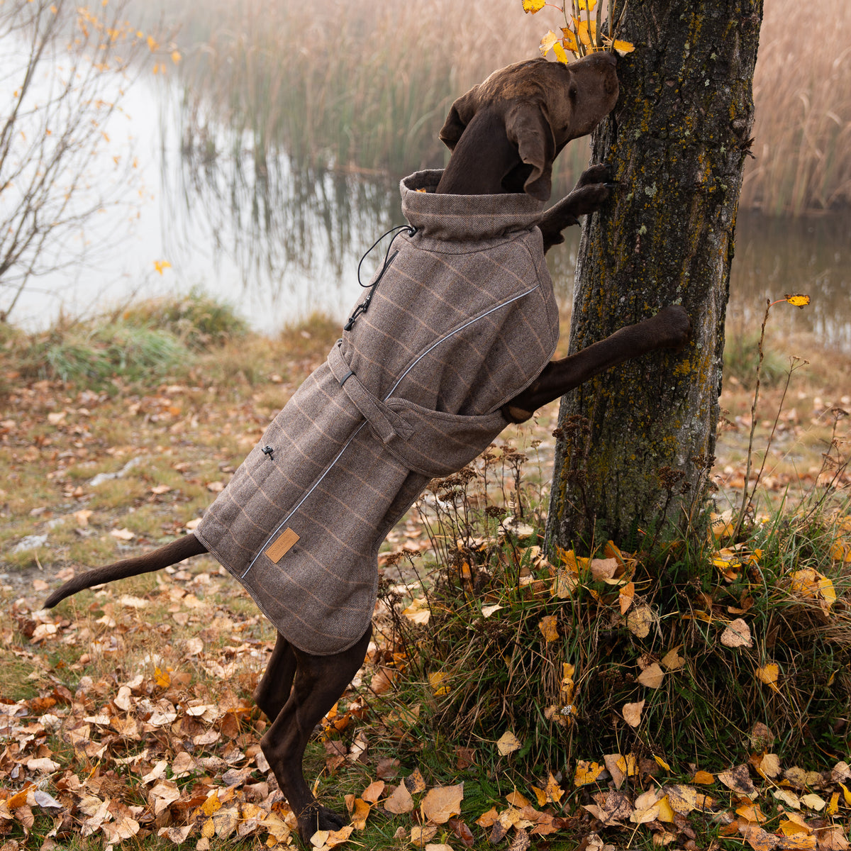 Highland Coat - Brown