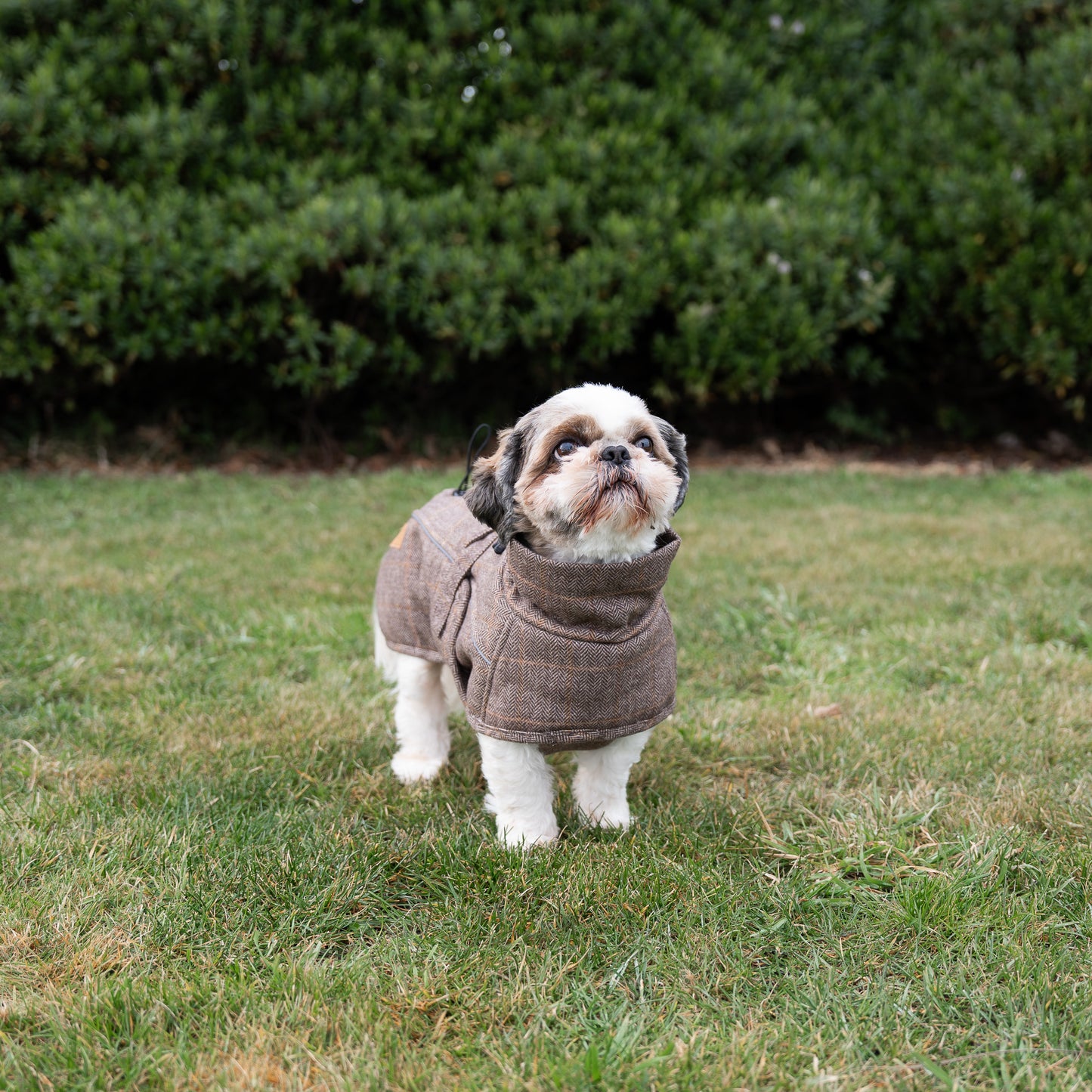 Highland Coat - Brown