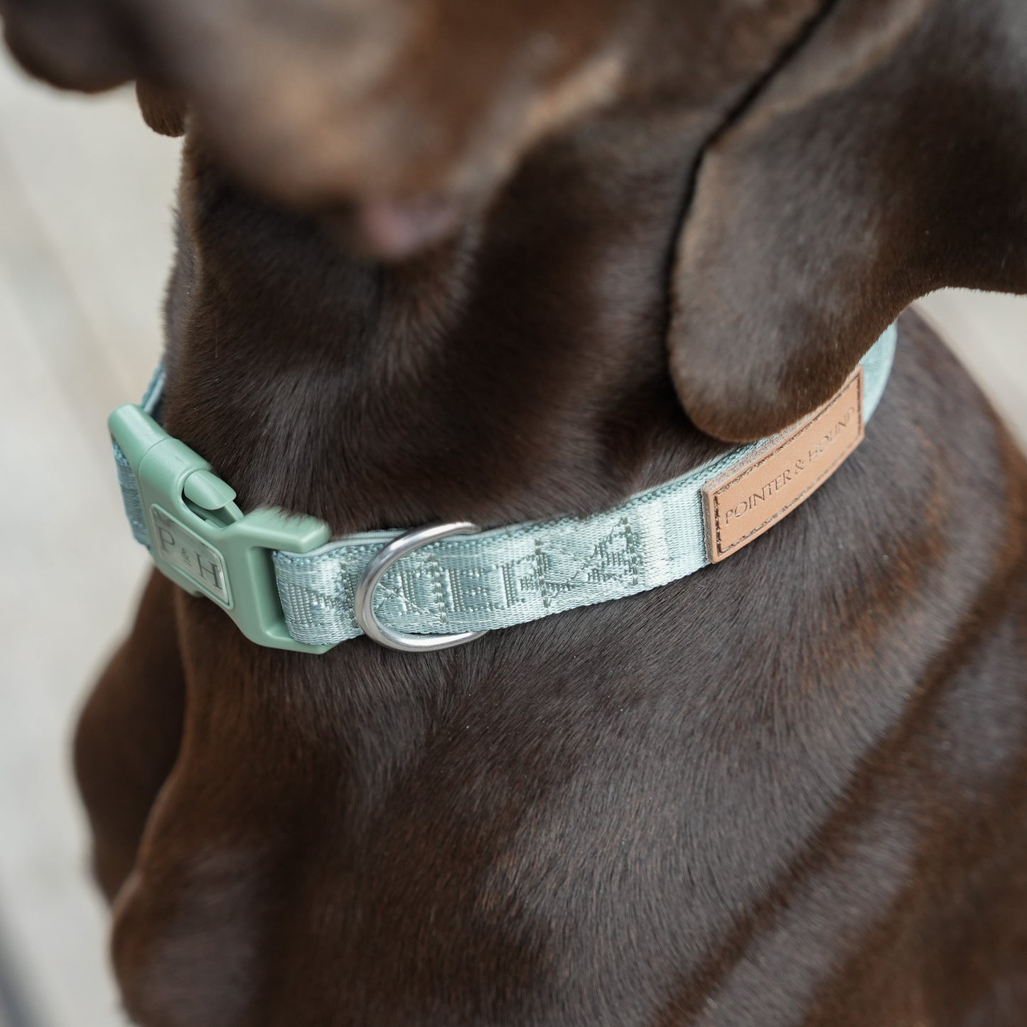 Signature Collar - Eucalyptus