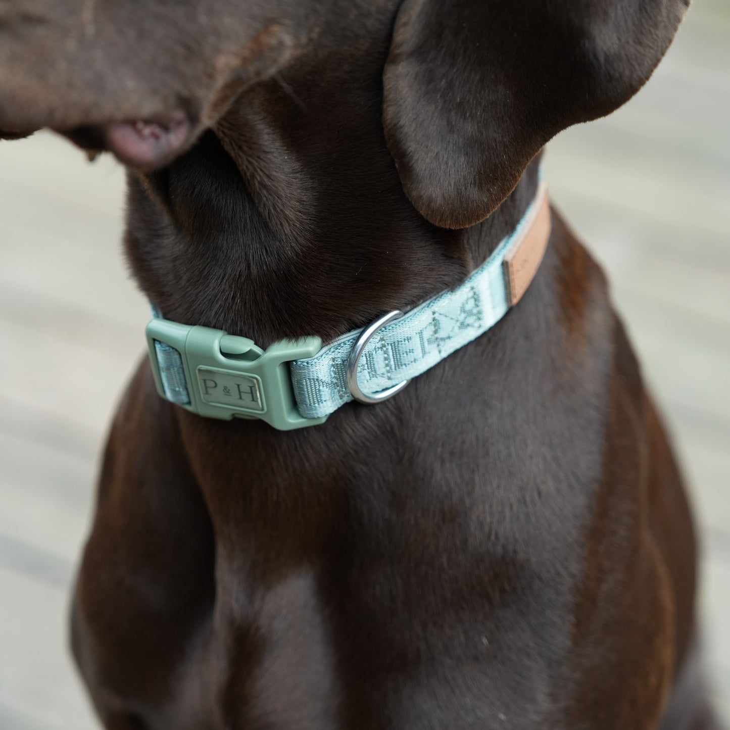 Signature Collar - Eucalyptus