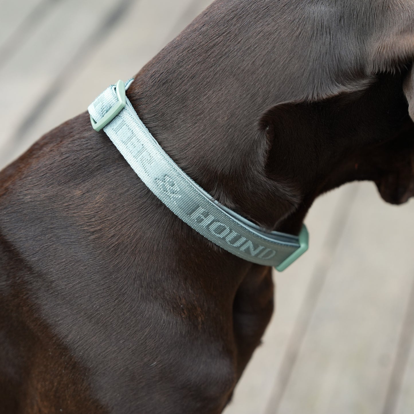 Signature Collar - Eucalyptus