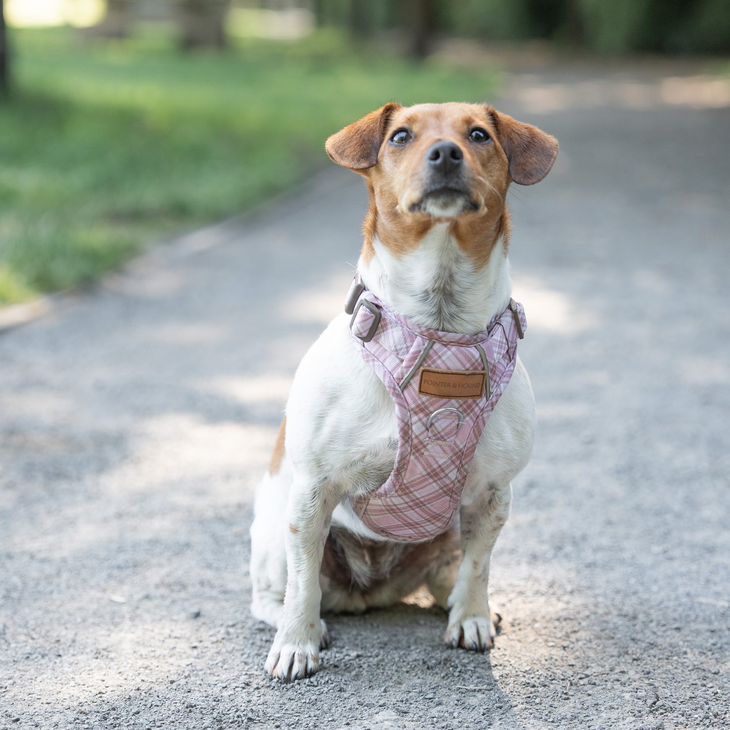 Signature Harness - Pink Tartan