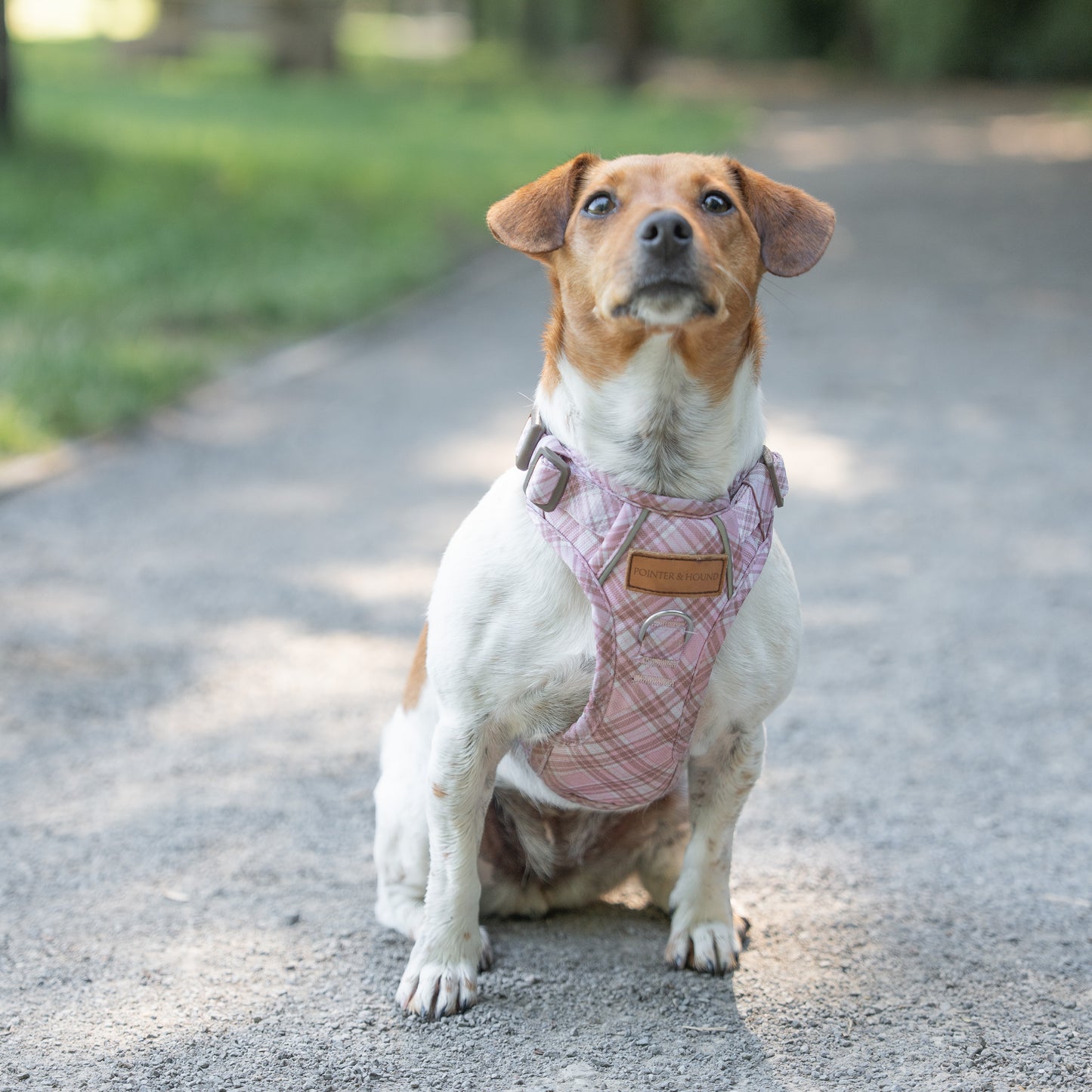 Signature Harness - Pink Tartan
