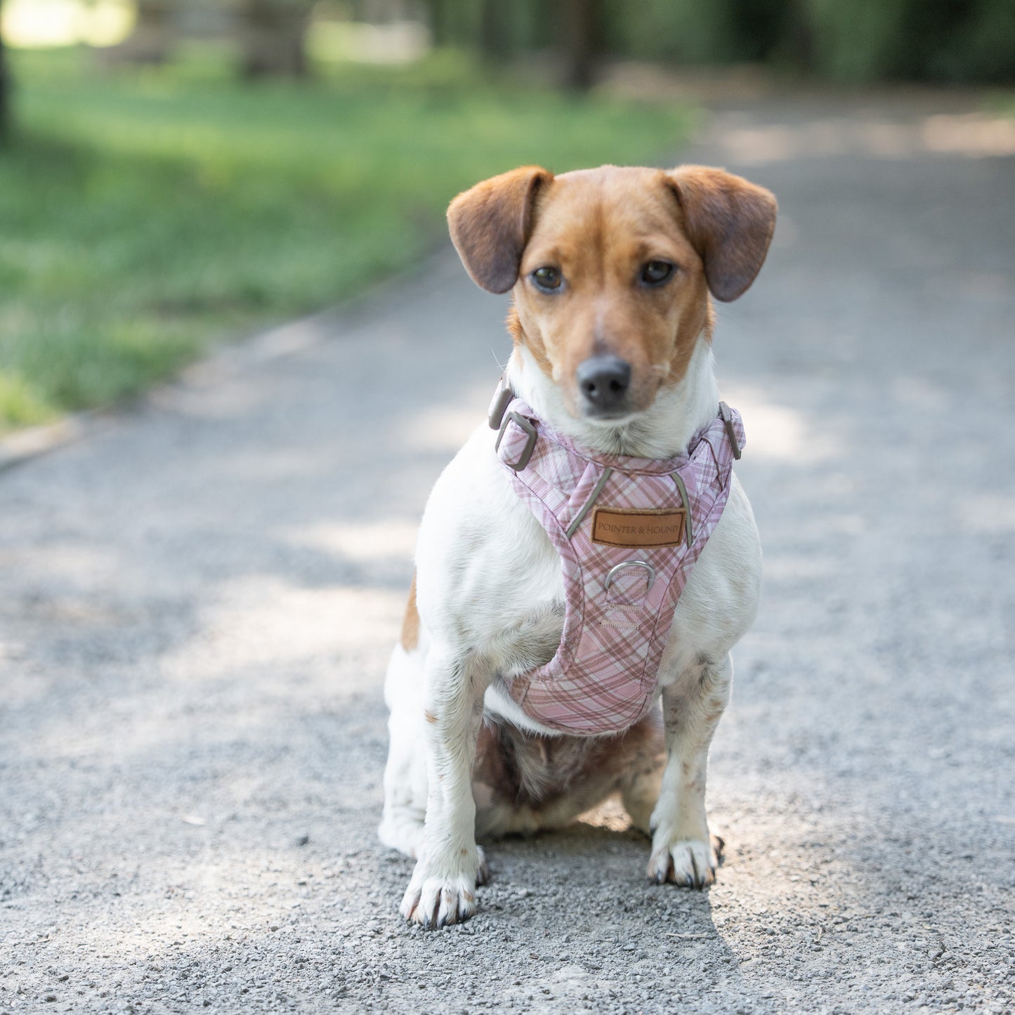 Signature Harness - Pink Tartan