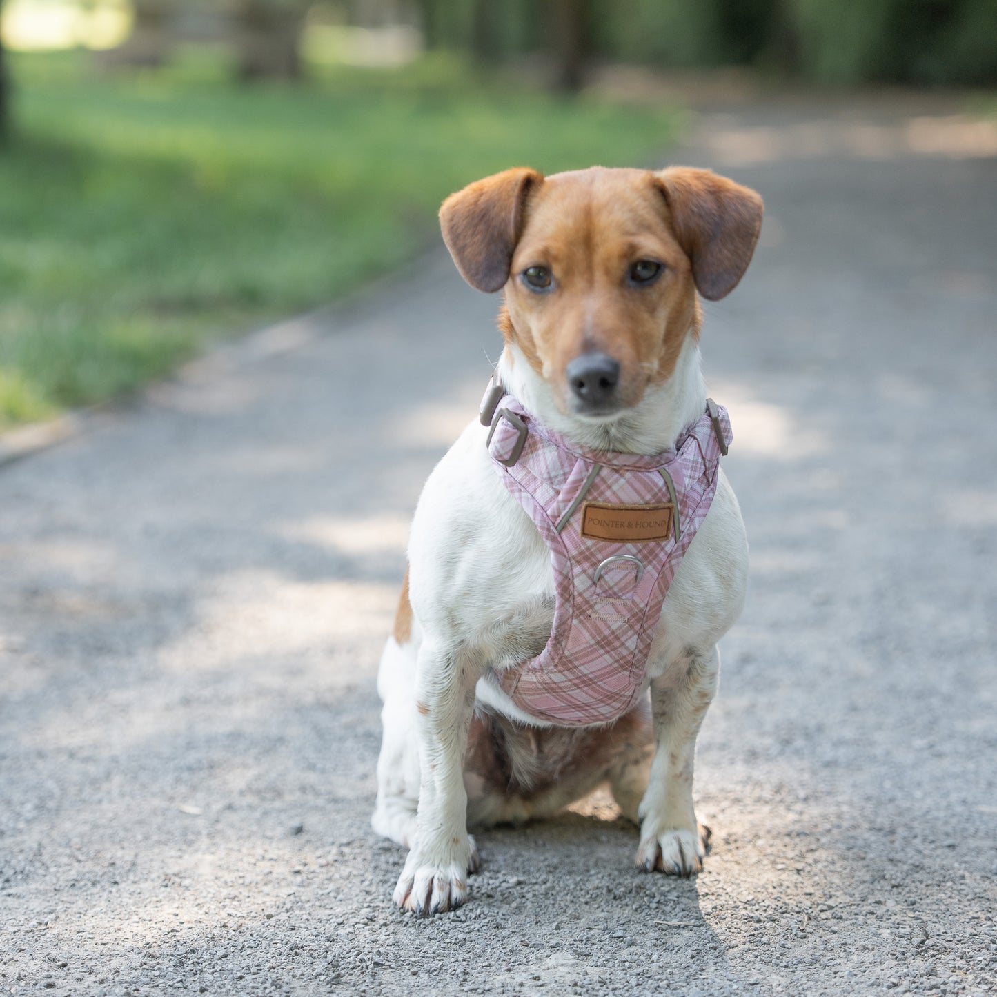 Signature Harness - Pink Tartan