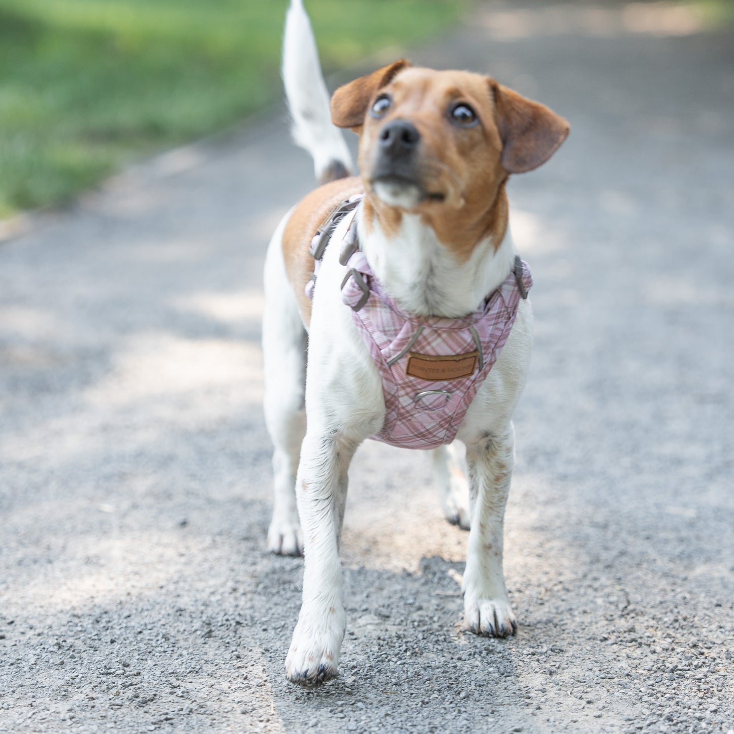 Signature Harness - Pink Tartan