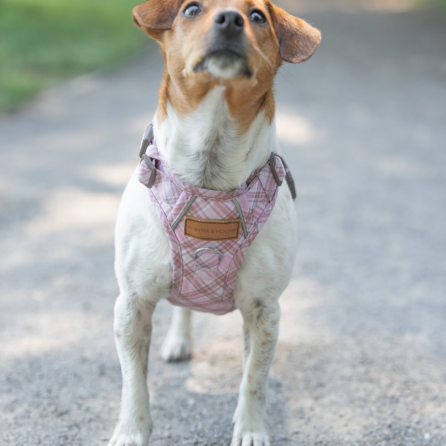 Signature Harness - Pink Tartan