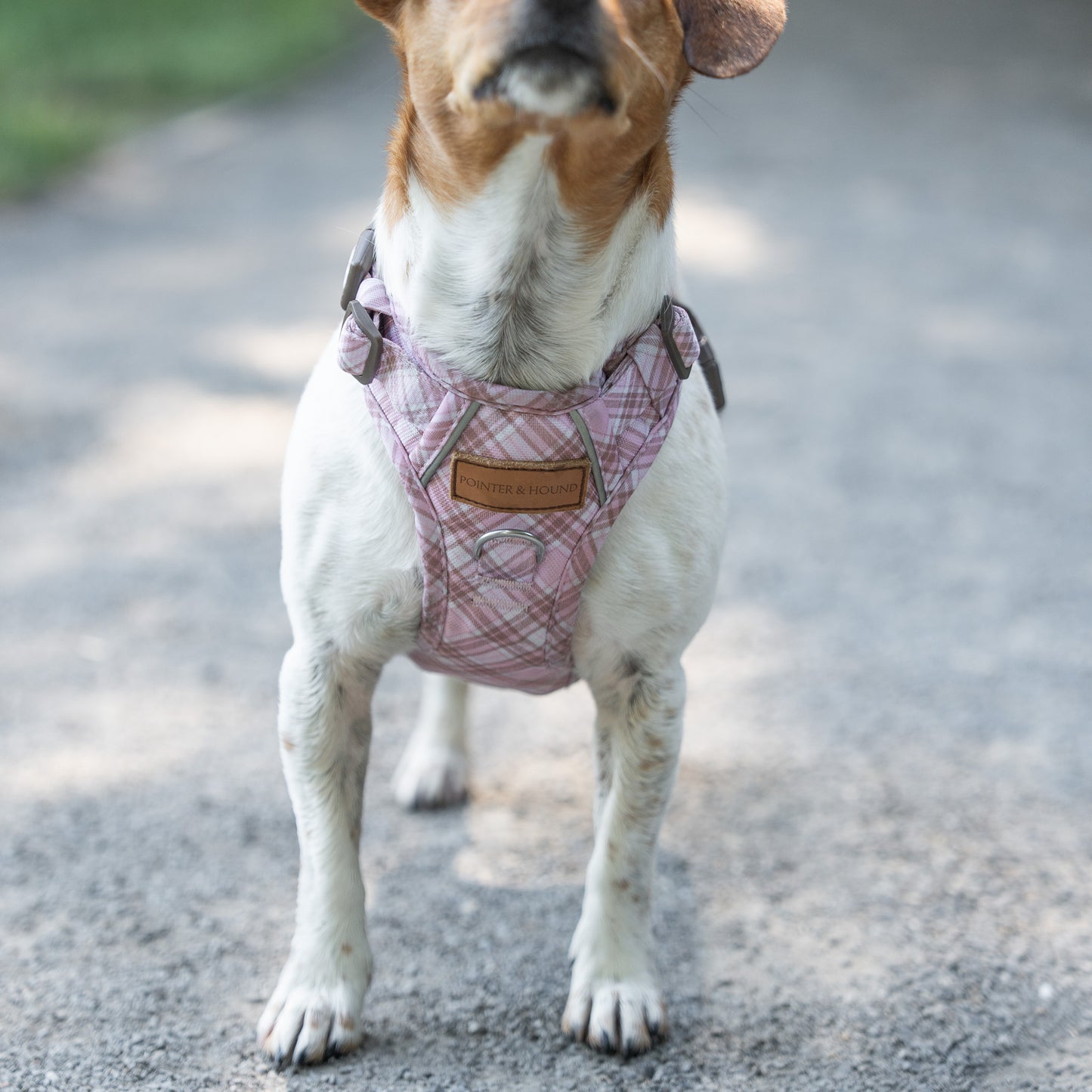 Signature Harness - Pink Tartan