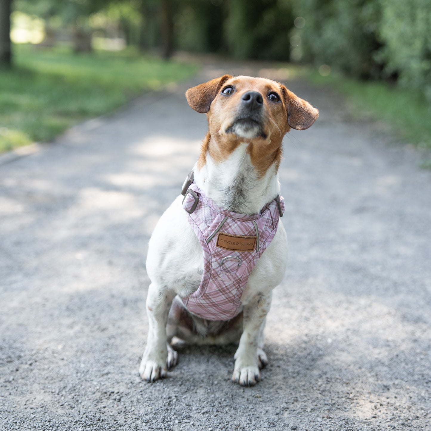 Signature Harness - Pink Tartan