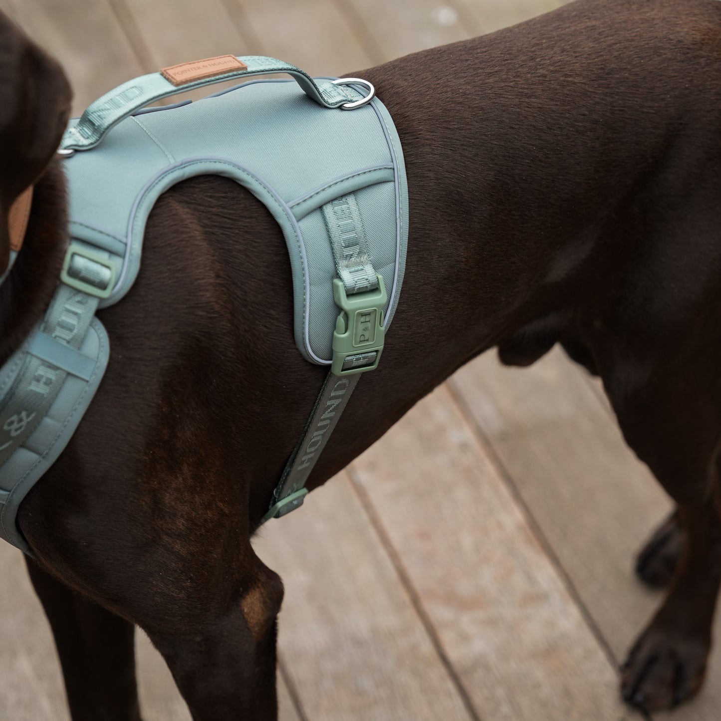 Signature Harness - Eucalyptus