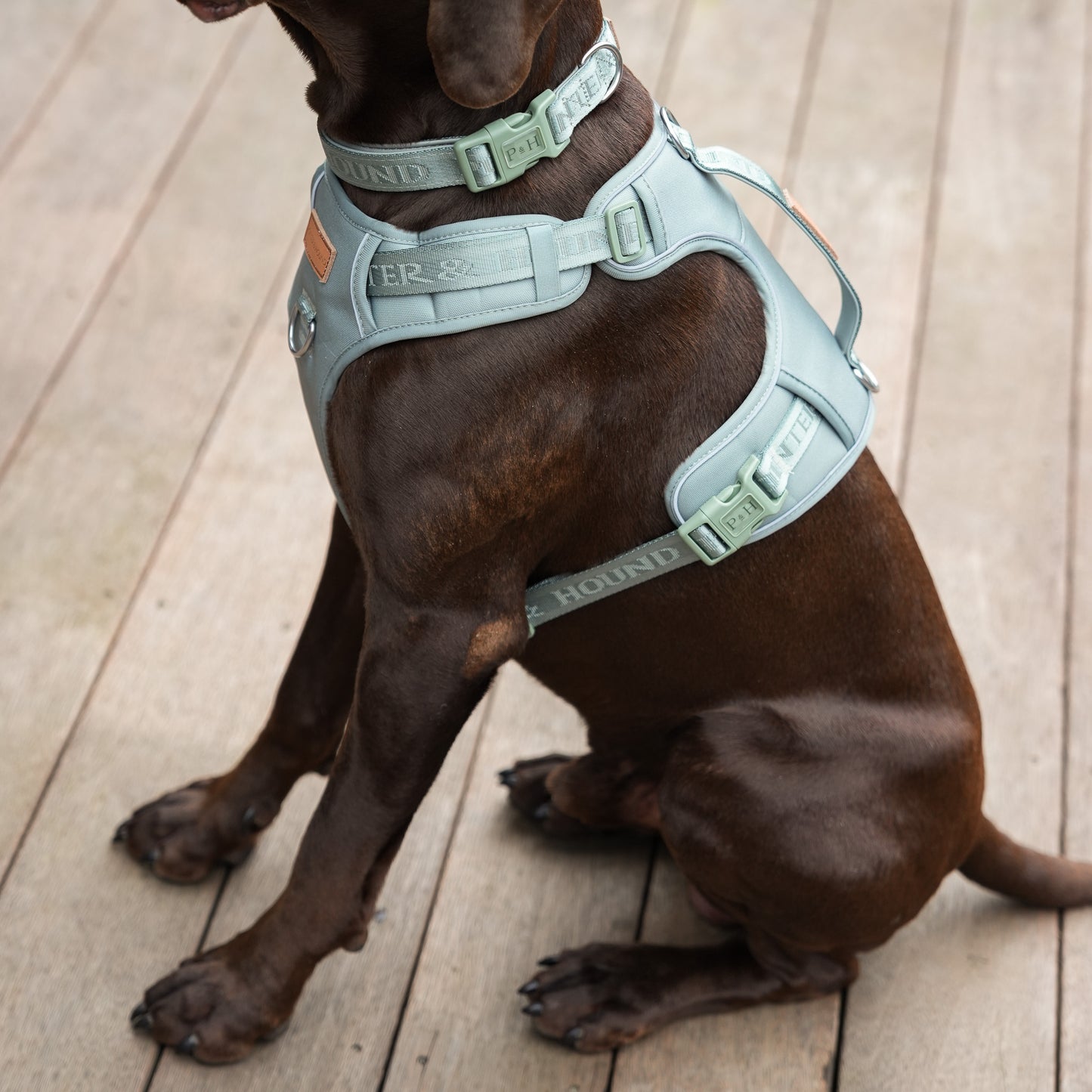 Signature Harness - Eucalyptus