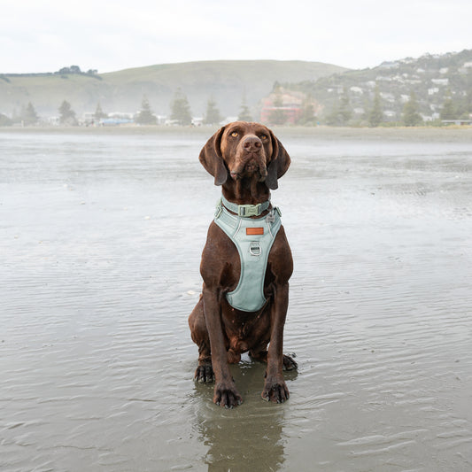 Signature Harness - Eucalyptus
