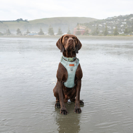 Signature Harness - Eucalyptus