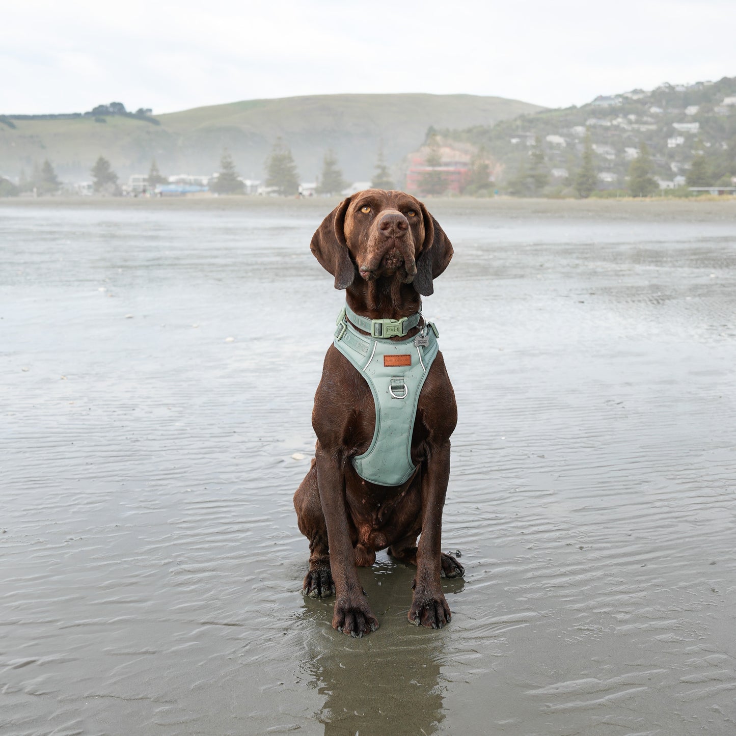 Signature Harness - Eucalyptus