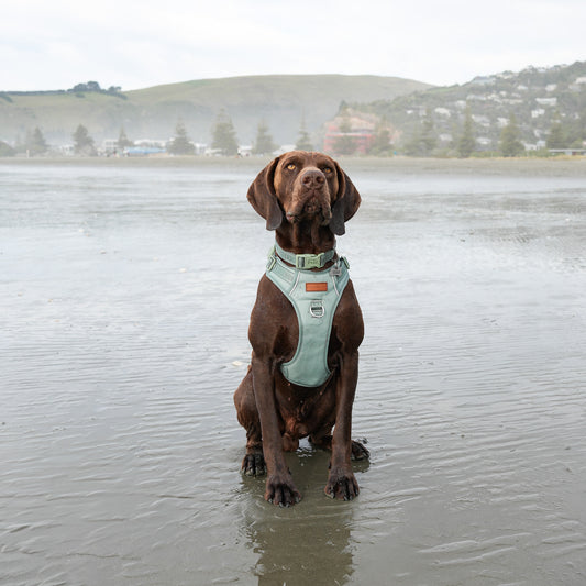 Signature Harness - Eucalyptus