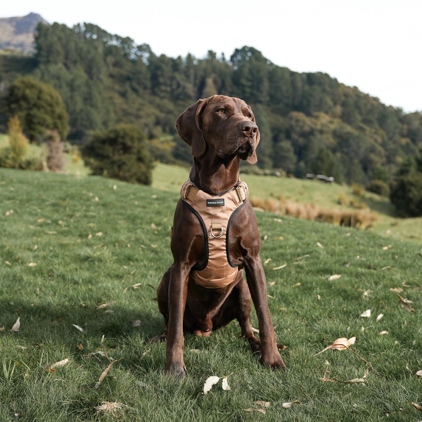 Tactical Harness 2.0 - Tan