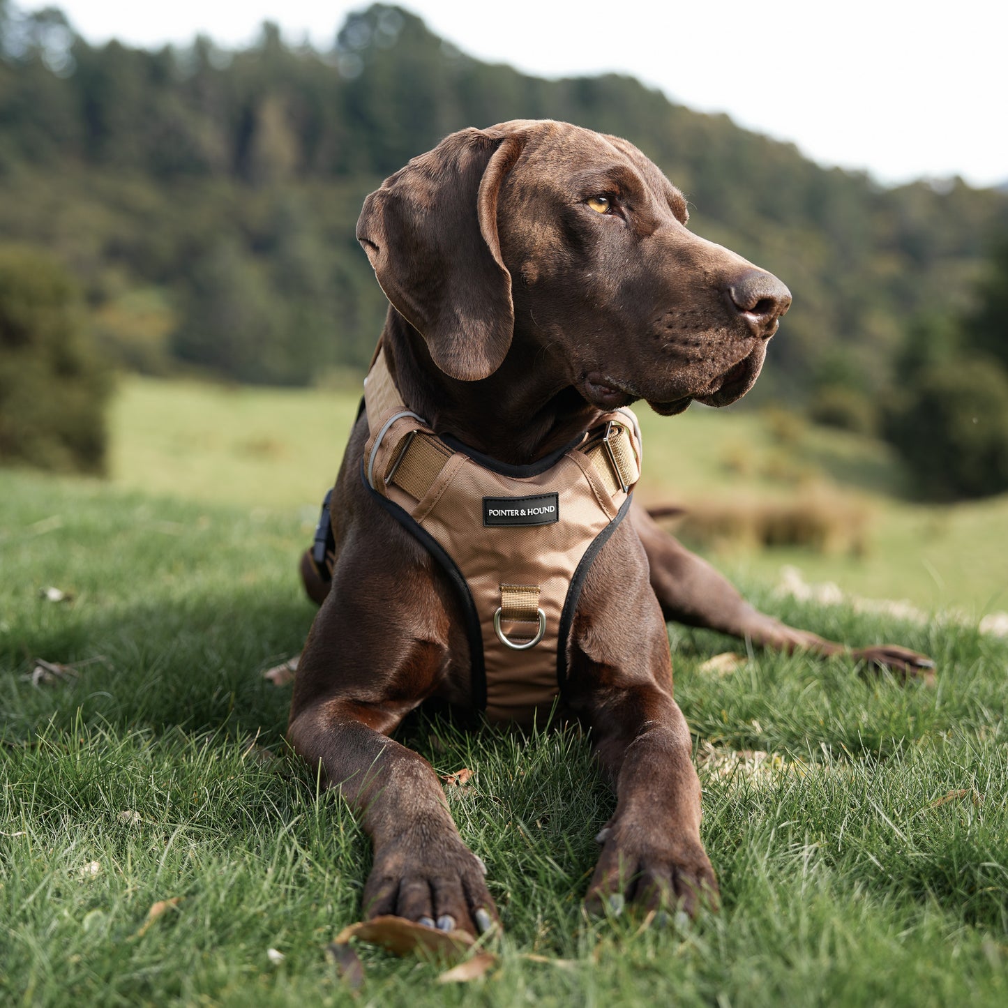 Tactical Harness 2.0 - Tan