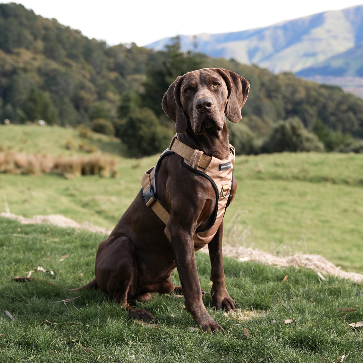 Tactical Harness 2.0 - Tan