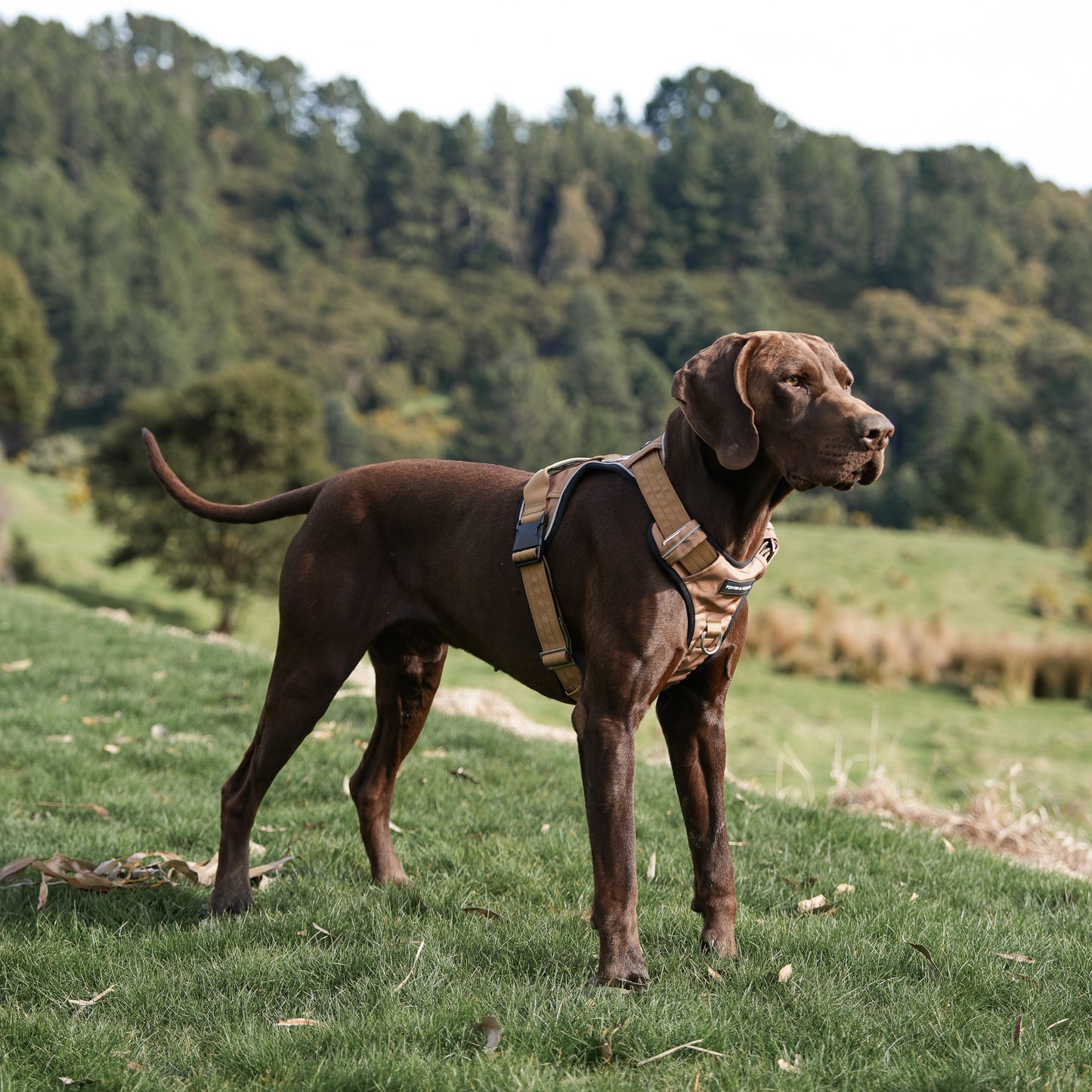 Tactical Harness 2.0 - Tan