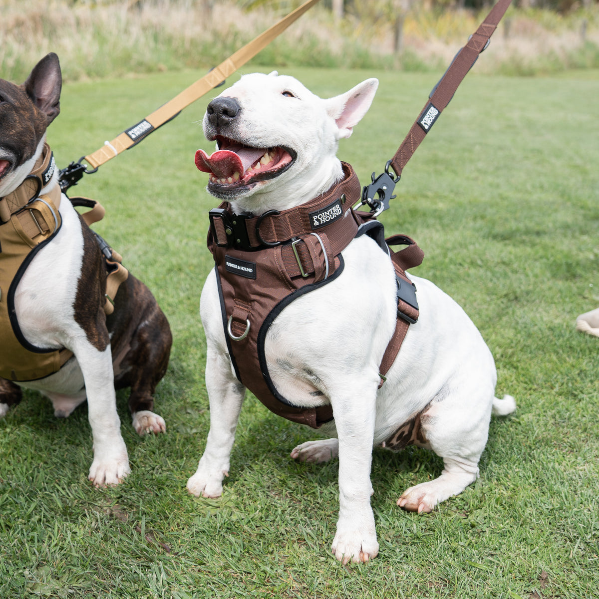 Double Tactical Harness & Leash