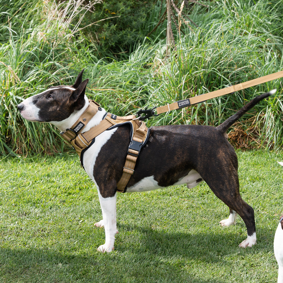 Tactical Collar - Tan