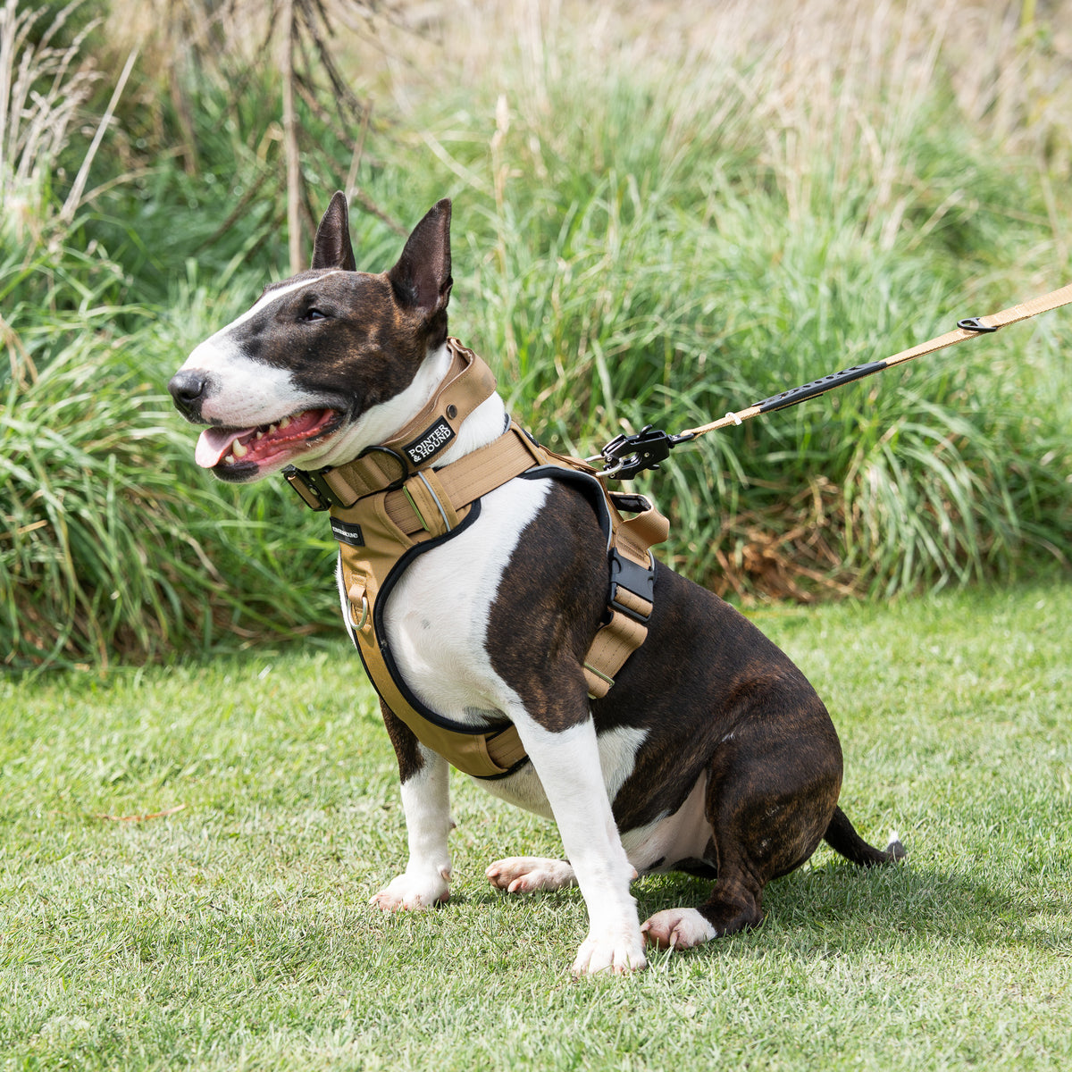 Tactical Collar - Tan