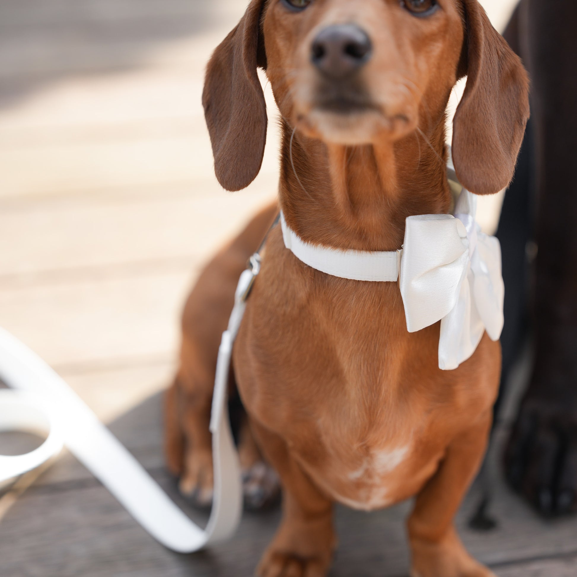 Wedding Set - White Bow