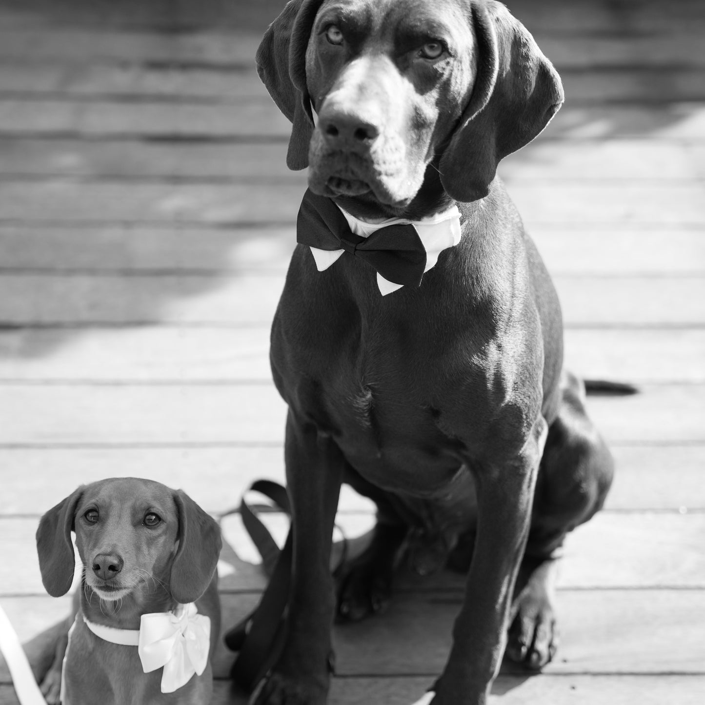 Wedding Set - Black Bow Tie