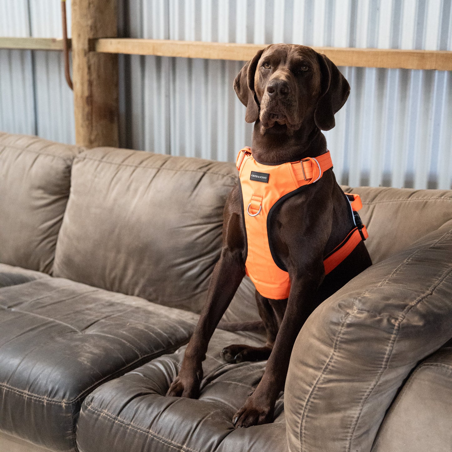 Tactical Harness - Blaze Orange