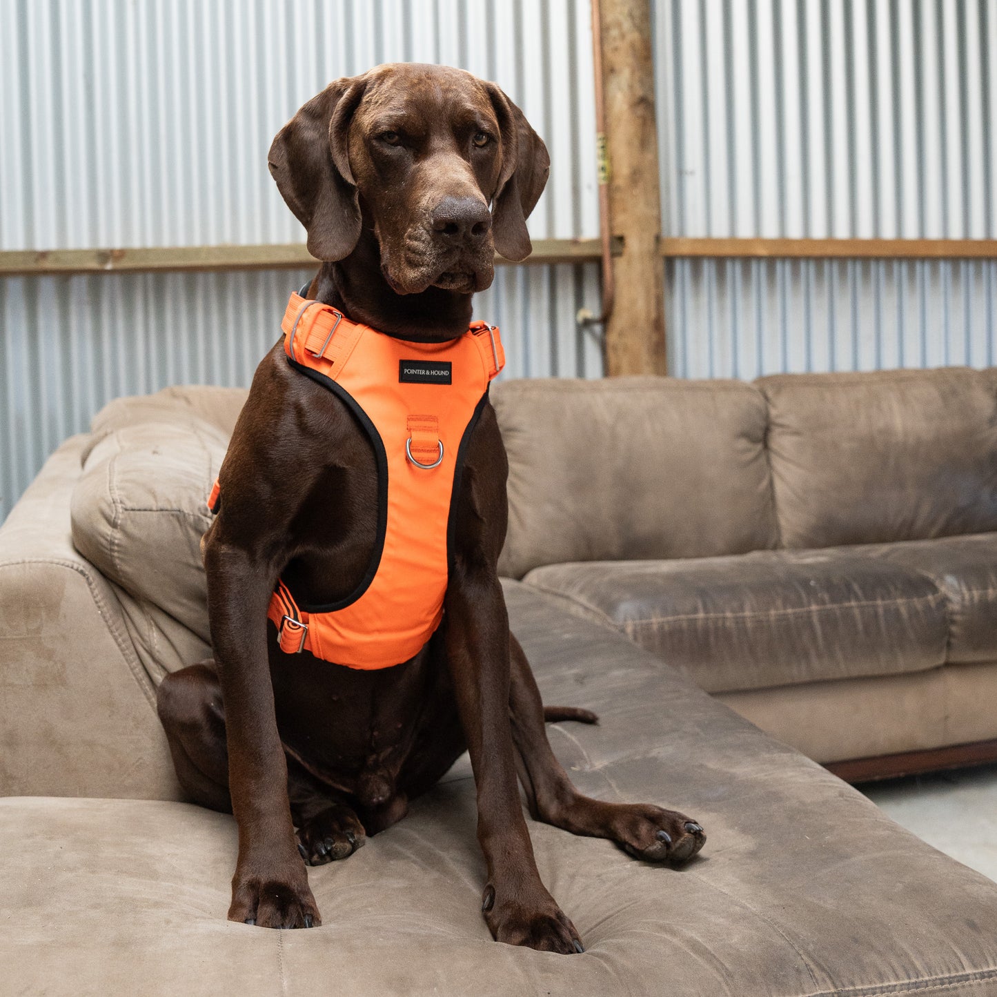 Tactical Harness - Blaze Orange