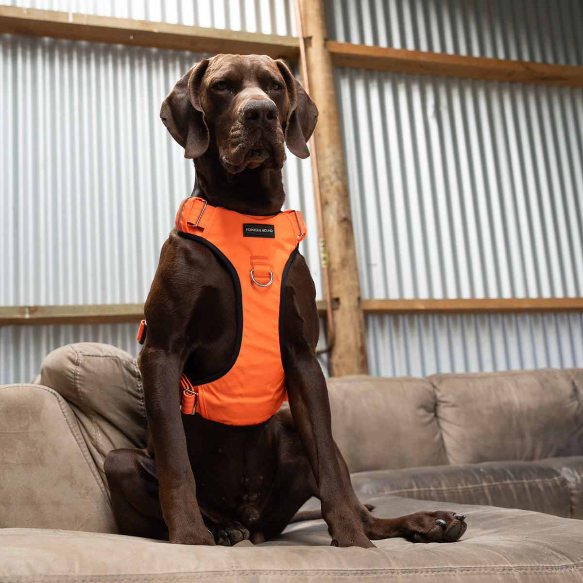 Tactical Harness - Blaze Orange – Pointer & Hound