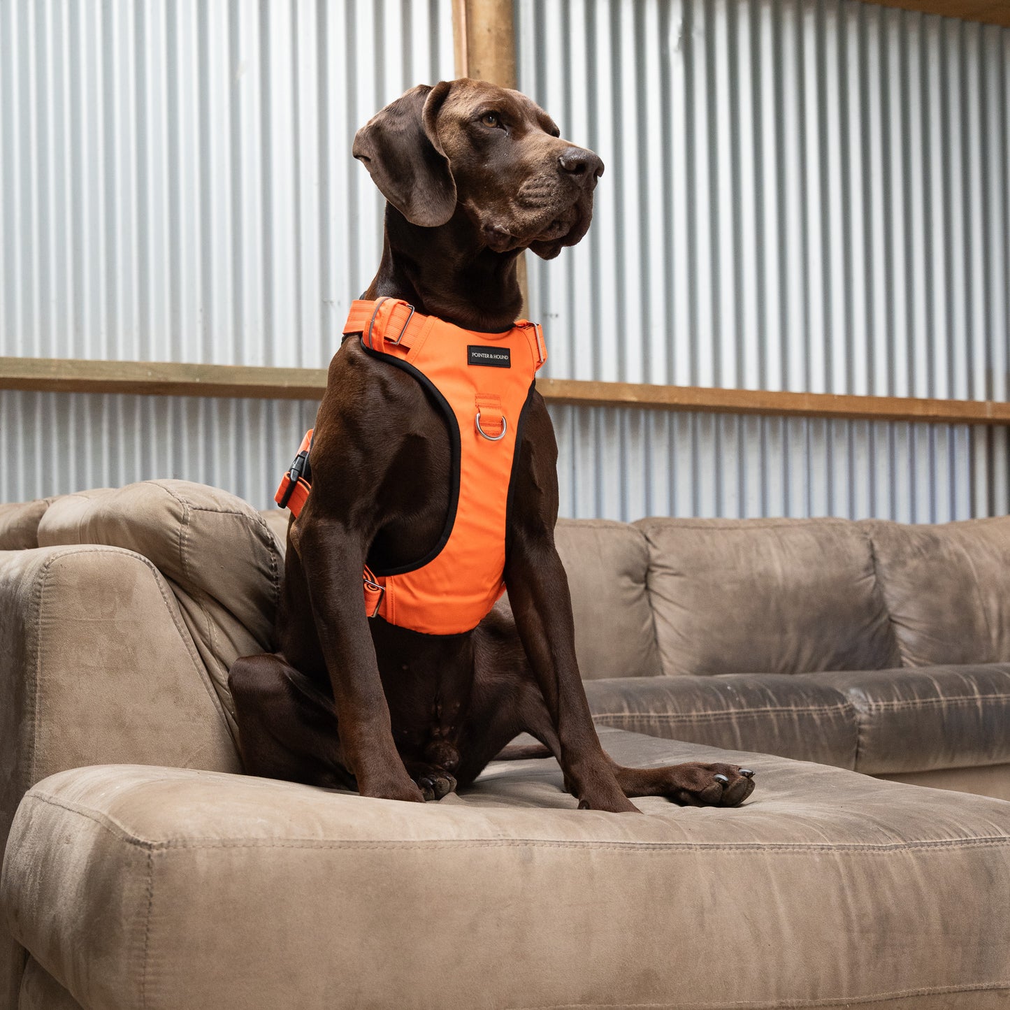 Tactical Harness - Blaze Orange