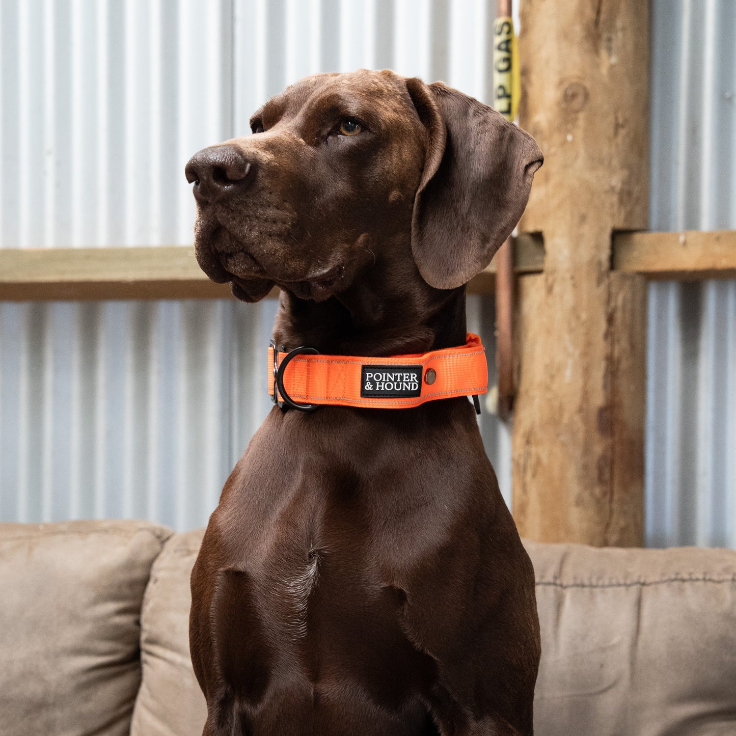Tactical Collar - Blaze Orange