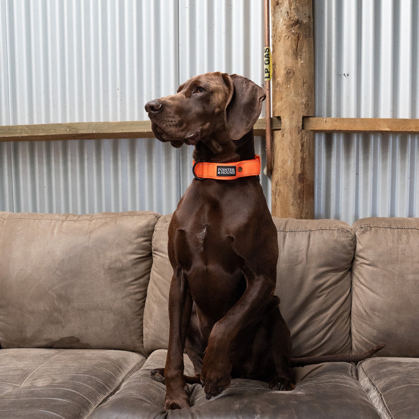 Tactical Collar - Blaze Orange