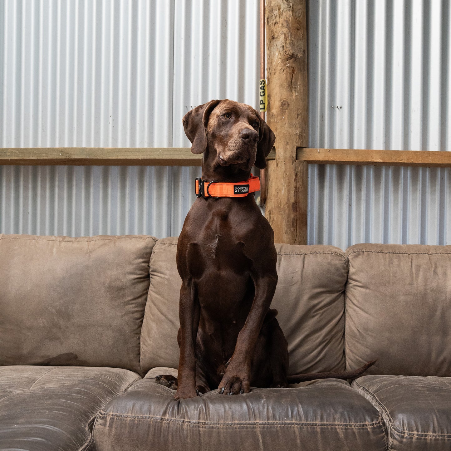 Tactical Collar - Blaze Orange
