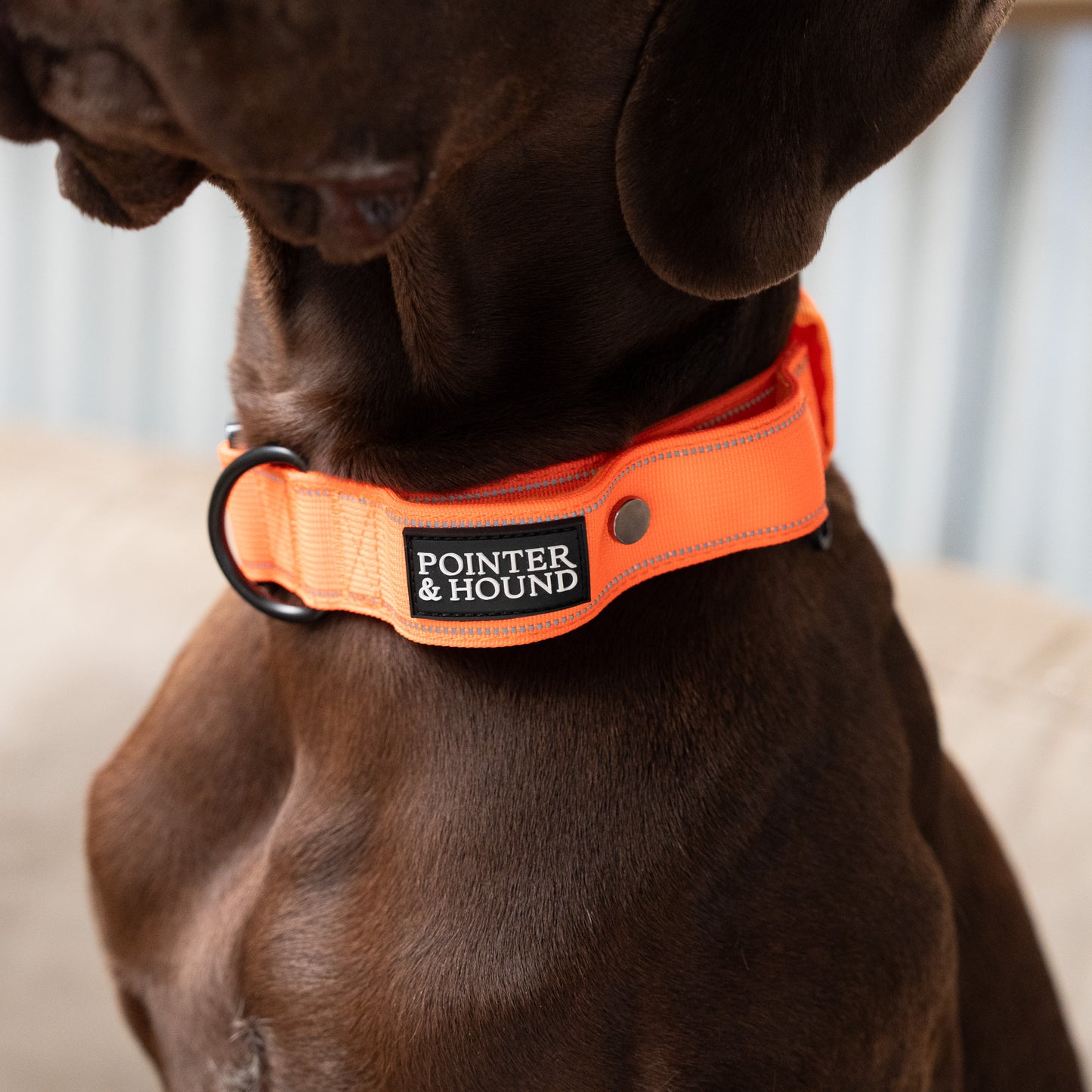 Tactical Collar - Blaze Orange