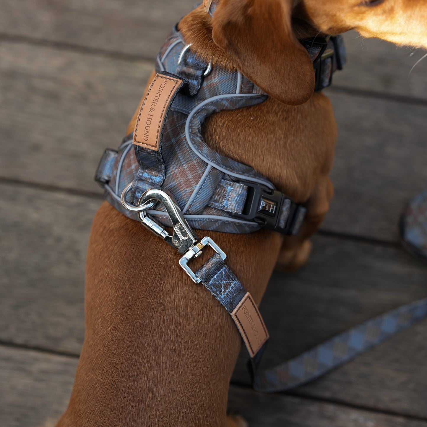 Signature Harness - Blue Tartan