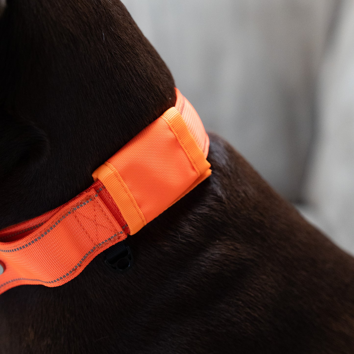 Tactical Collar - Blaze Orange