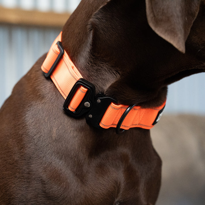 Tactical Collar - Blaze Orange – Pointer & Hound