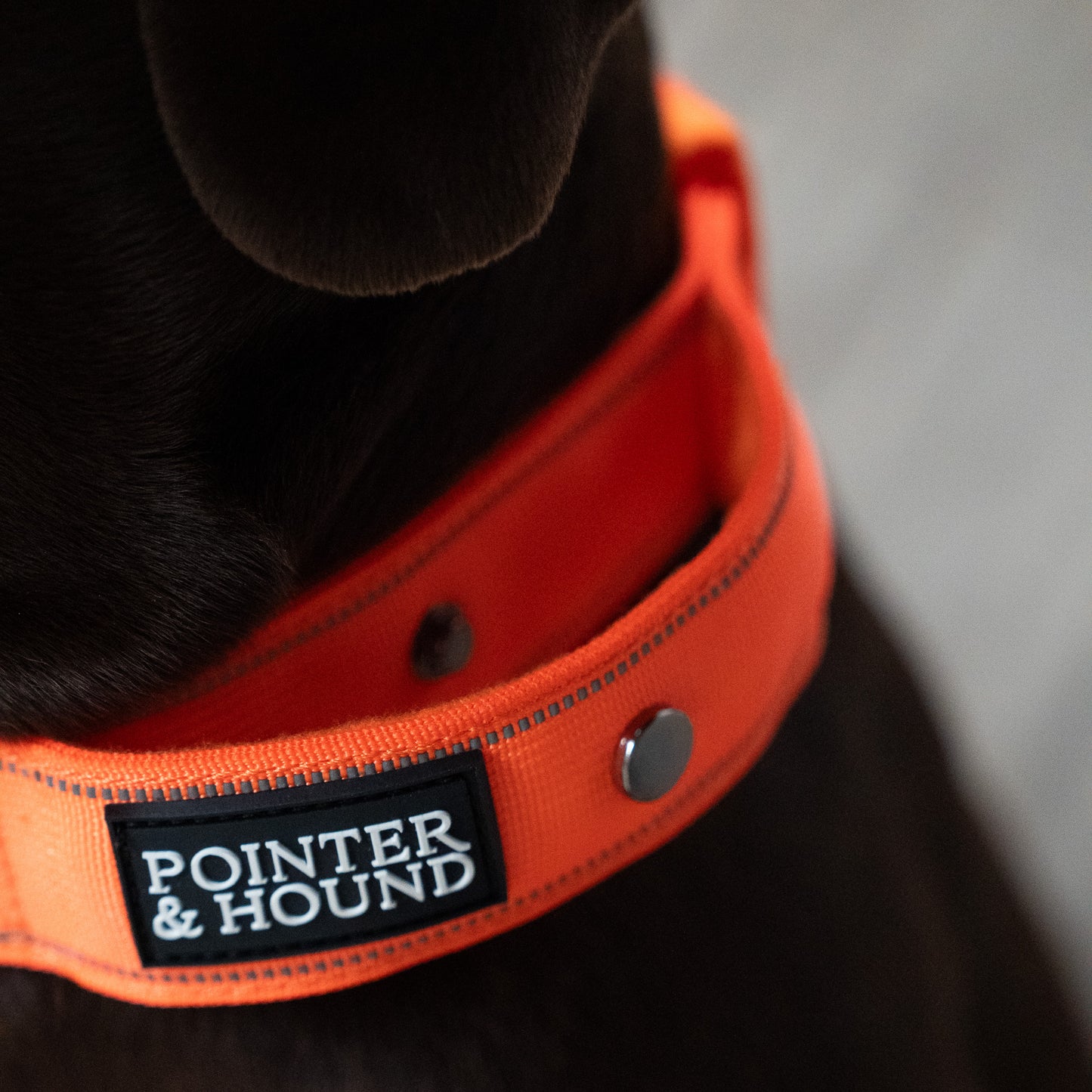 Tactical Collar - Blaze Orange