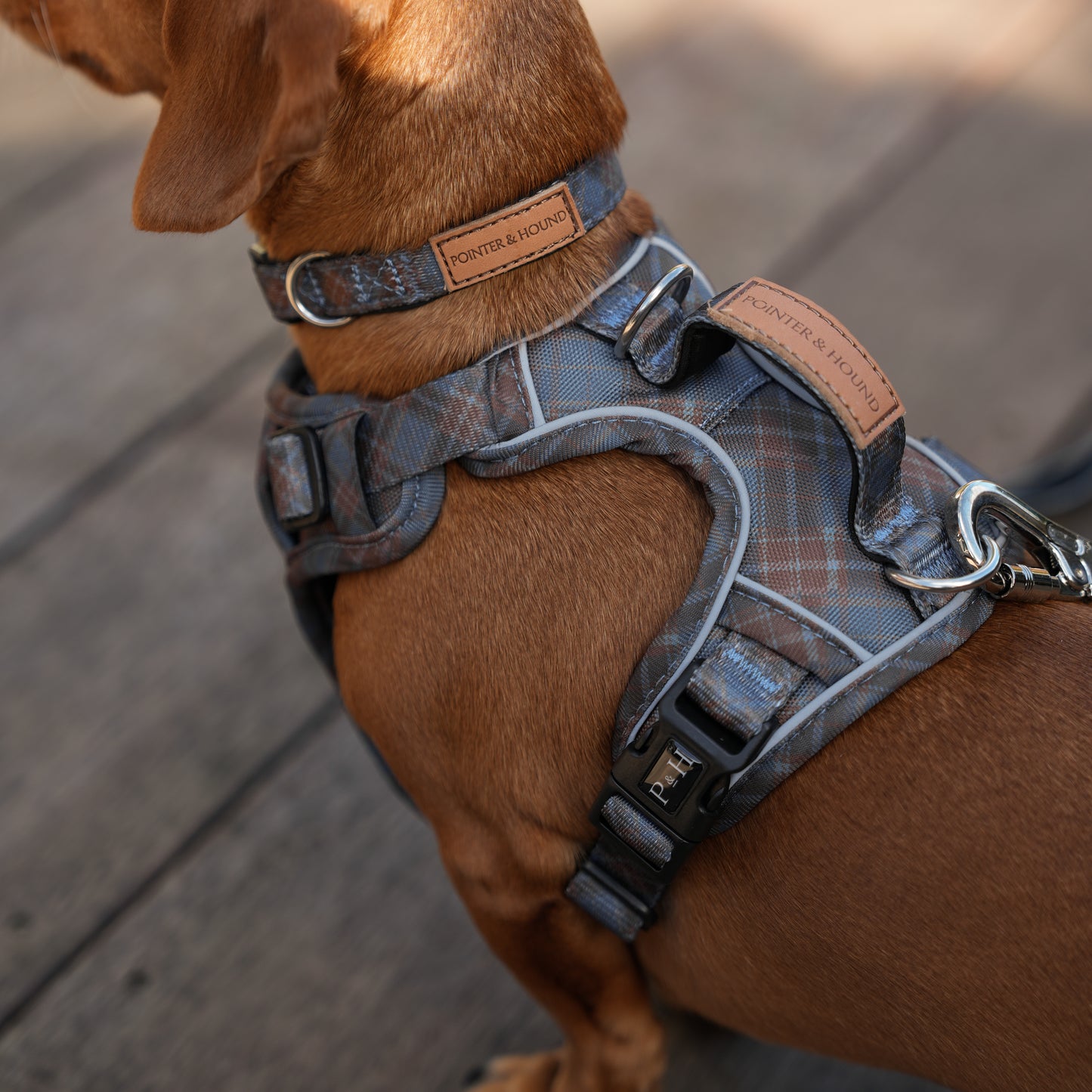 Signature Harness - Blue Tartan