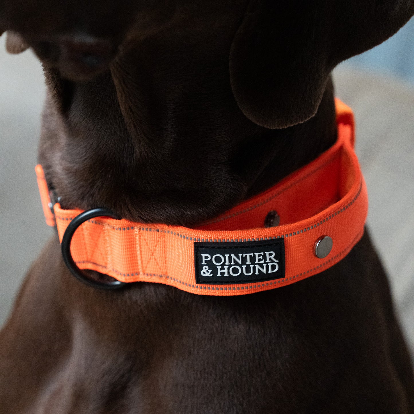Tactical Collar - Blaze Orange