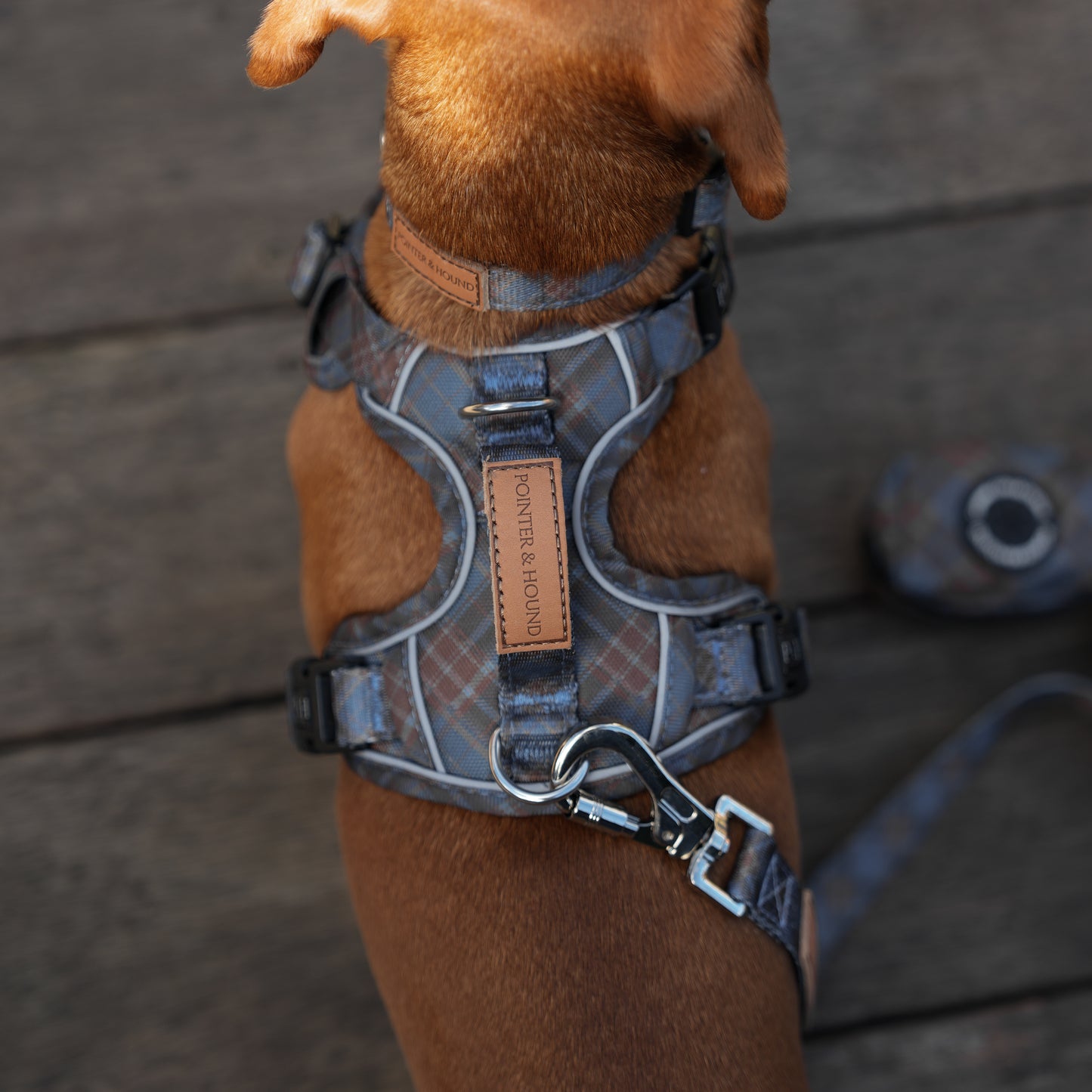 Signature Harness - Blue Tartan