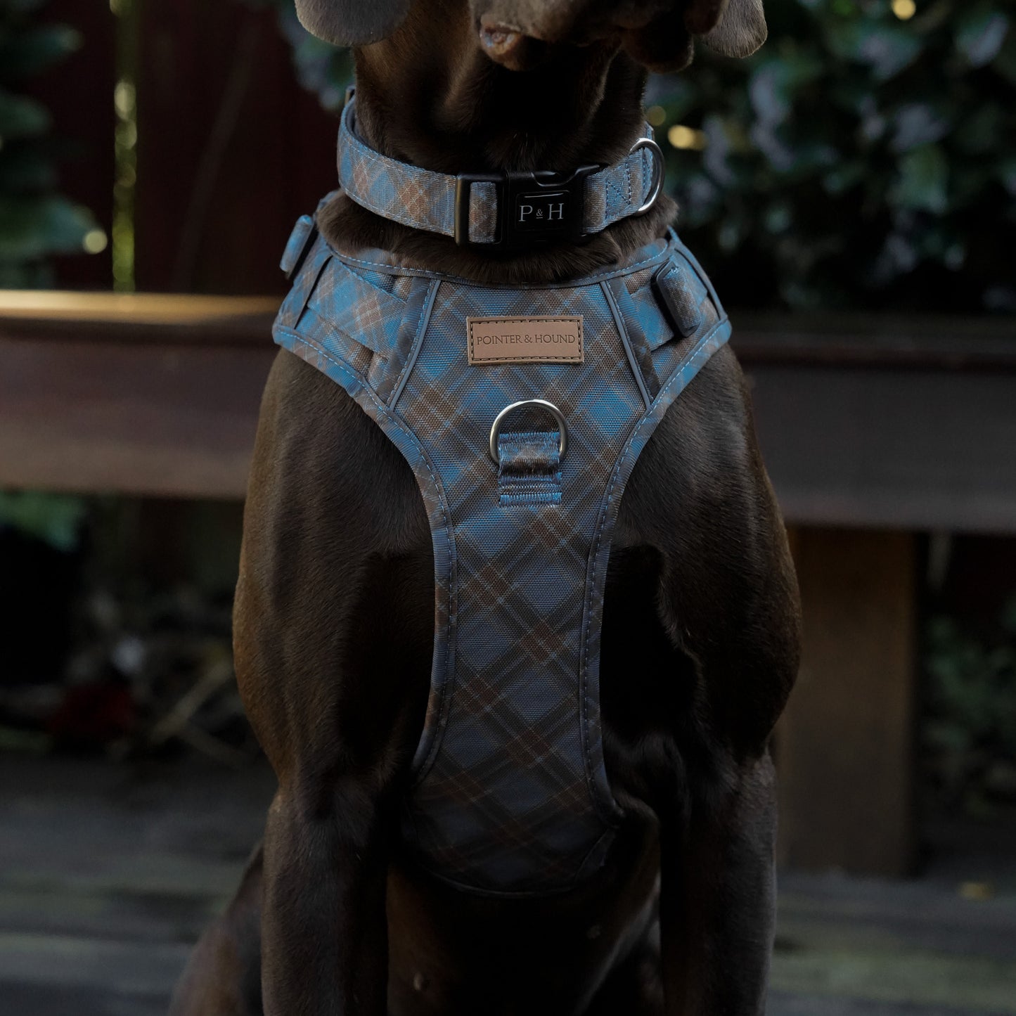 Signature Harness - Blue Tartan